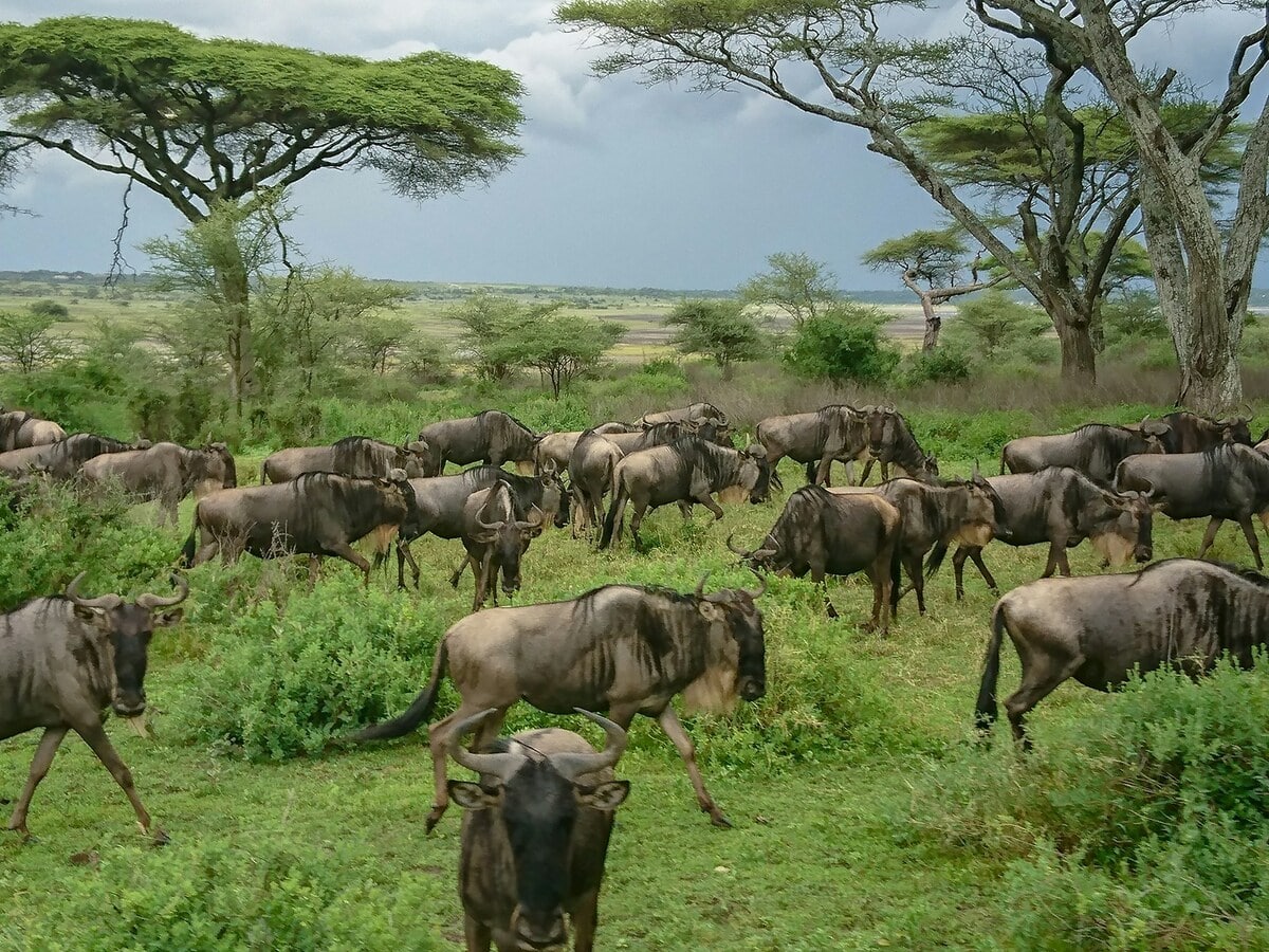 En voyage en Tanzanie avec notre groupe organisé et voir la migration des gnous #Tanzanie #safari #voyageentrefemmes #voyage #voyagedegroupe #voyageorganise