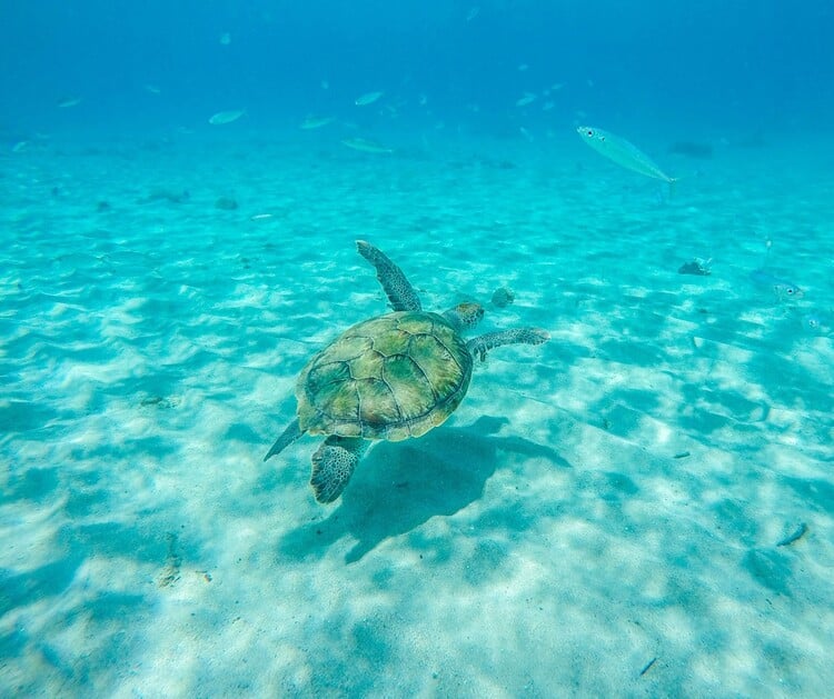 VOYAGE À CURAÇAO ENTRE FEMMES