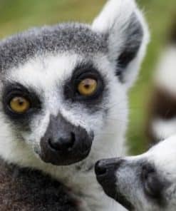 Les lémuriens de Madagascar à voir en voyage organisé avec un petit groupe de femmes #Madagascar #voyageentrefemmes #voyage #voyagedegroupe #voyageorganise