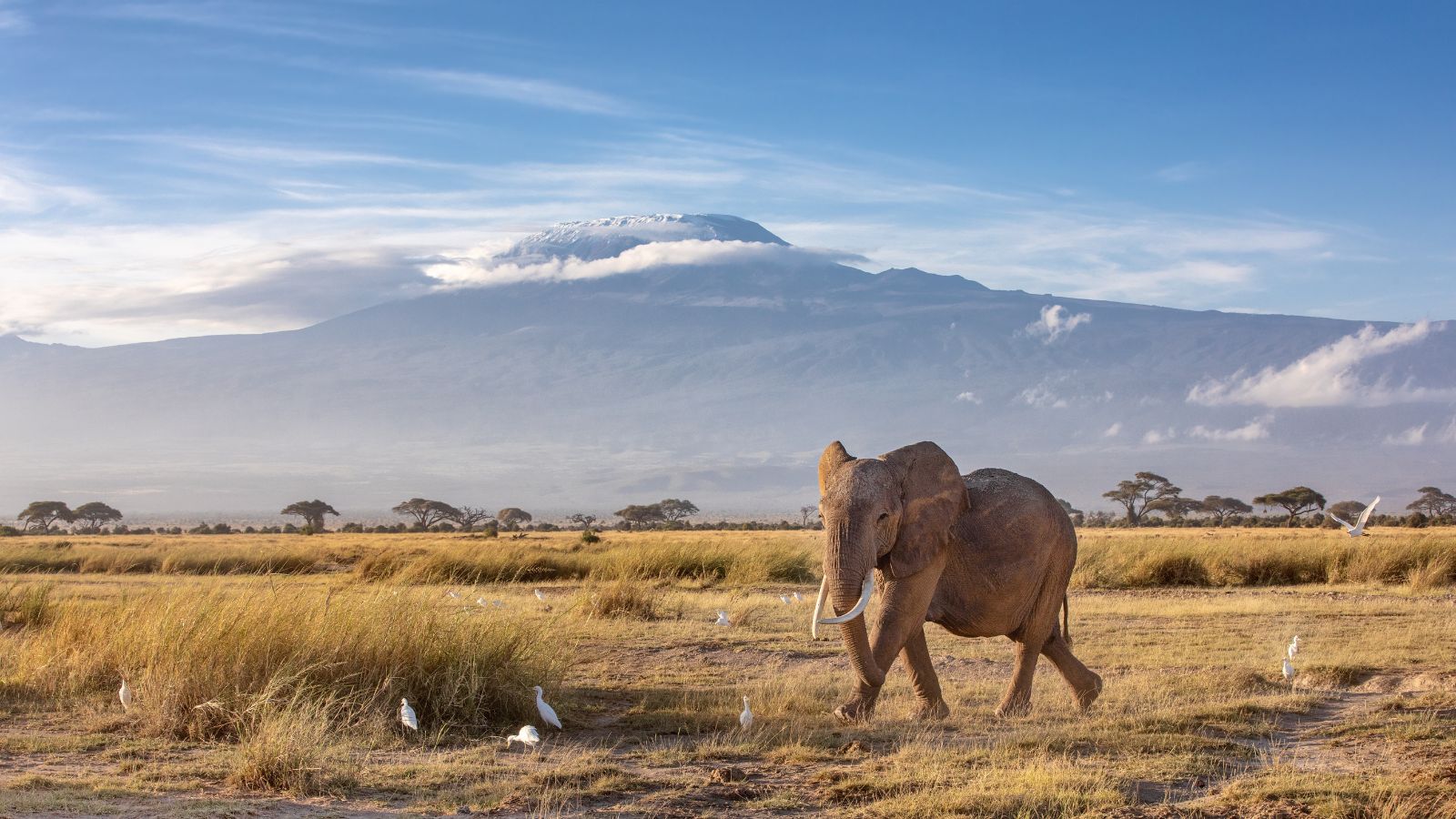 Éléphant au pied du Kilimanjaro, dans notre Voyage en Tanzanie organisé en petit groupe de femmes #Tanzanie #safari #voyageentrefemmes #voyage #voyagedegroupe #voyageorganise