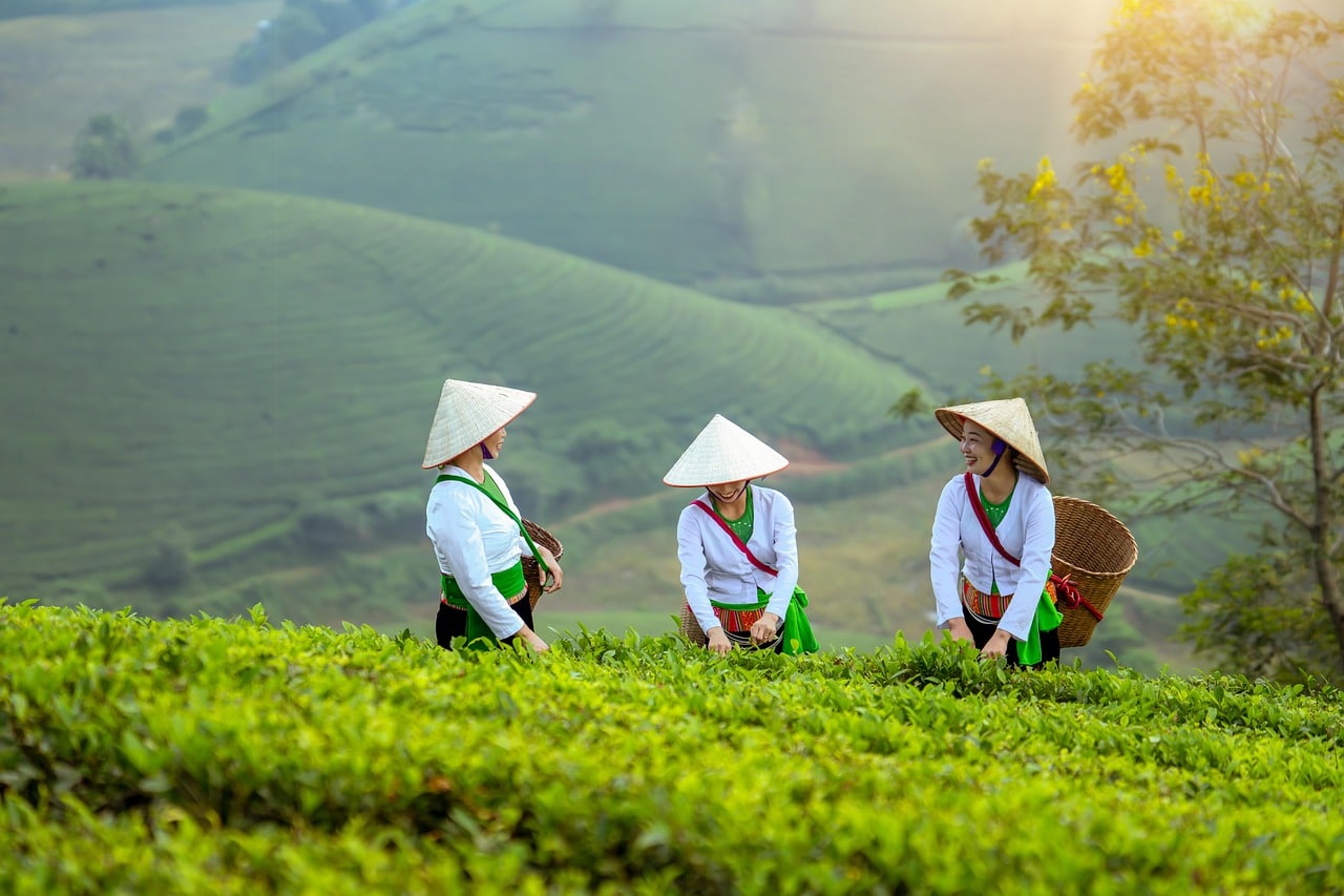 Femmes travaillant dans les champs au Vietnam lors de voyage organisé en groupe de femmes #vietnam #voyageentrefemmes #voyage #voyagedegroupe #voyageorganise