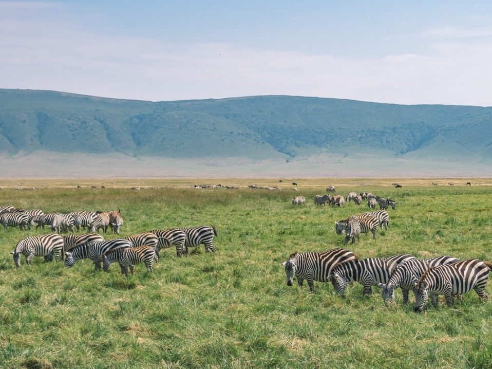 familles de zèbres dans le cratère du Ngorongoro, dans notre Voyage en Tanzanie organisé en petit groupe de femmes #Tanzanie #safari #voyageentrefemmes #voyage #voyagedegroupe #voyageorganise