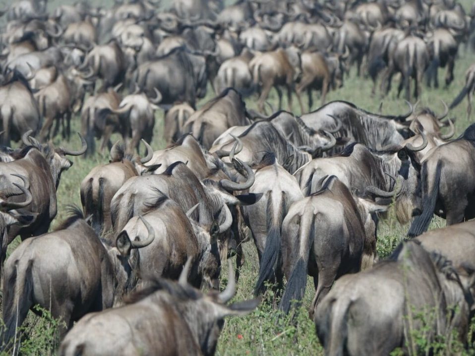 observer la migration des gnous dans le parc Ndutu, au Ngorongoro, dans notre Voyage en Tanzanie organisé en petit groupe de femmes #Tanzanie #safari #voyageentrefemmes #voyage #voyagedegroupe #voyageorganise
