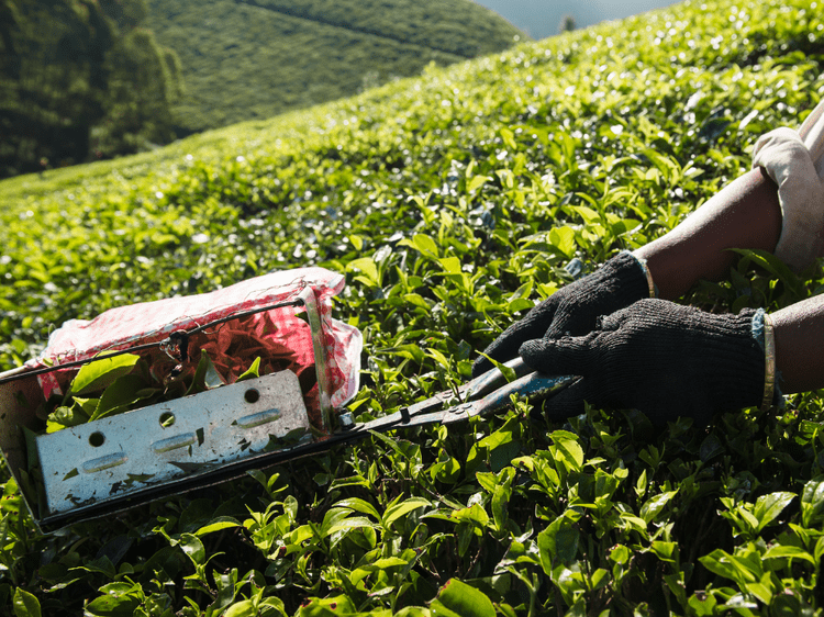 Un habitant qui récolte le thé dans la plantation à Munnar, dans notre Voyage en Inde du sud organisé en petit groupe de femmes #Inde #Indedusud #voyageentrefemmes #voyage #voyagedegroupe #voyageorganise