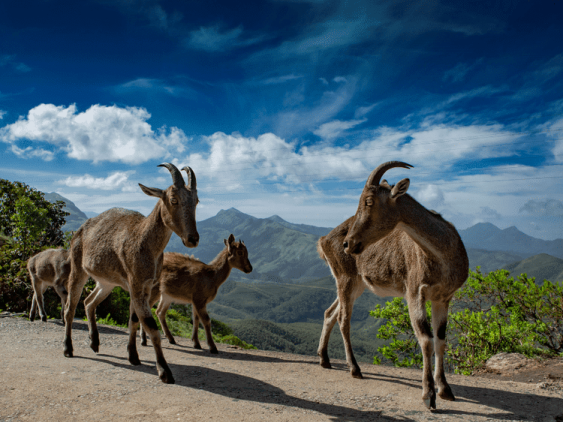 Chèvres de montagne, dans notre Voyage en Inde du sud organisé en petit groupe de femmes #Inde #Indedusud #voyageentrefemmes #voyage #voyagedegroupe #voyageorganise