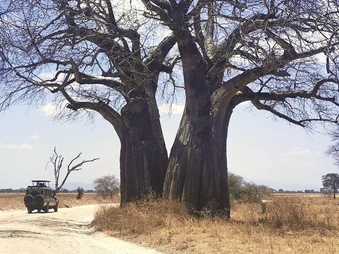 baobab dans le parc national Tarangire en safari dans notre Voyage en Tanzanie organisé en petit groupe de femmes #Tanzanie #safari #voyageentrefemmes #voyage #voyagedegroupe #voyageorganise