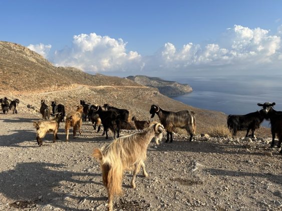 Chèvres à Balos sur l'île de Crète dans notre voyage en groupe entre femmes organisé entre Voyageuses du Québec en Crète #crète #grece #voyage #femme #voyageorganise #europe