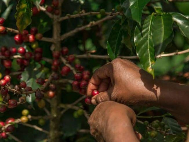 Cueillette de grains de café dans notre Voyage au Costa Rica entre femmes en groupe organisé #costarica #ameriquecentrale #voyage #voyageorganise #voyageentrefemmes