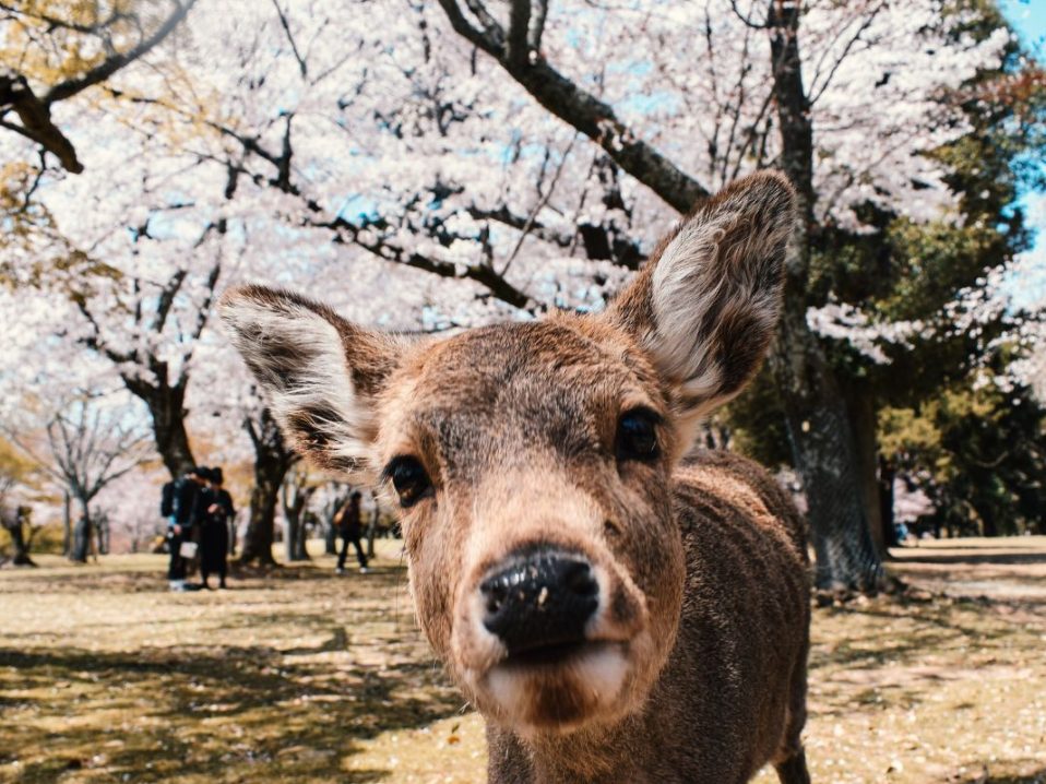 Daim à Nara au Japon dans notre Voyage organisé au Japon entre femmes : au coeur des traditions #japon #voyageentrefemmes #voyage #voyagedegroupe #voyageorganise