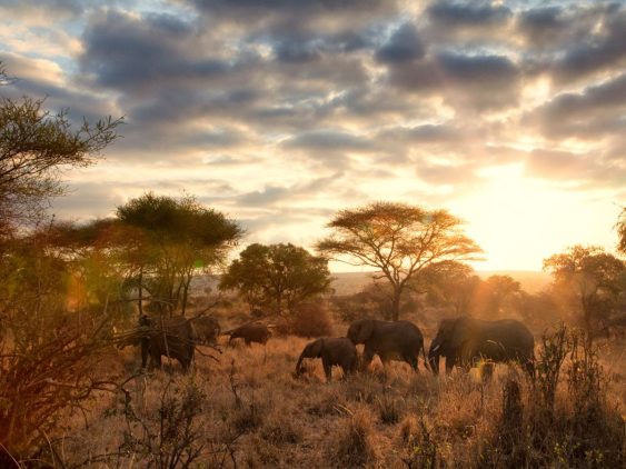 Voir un éléphant en safari dans un parc national de Tanzanie dans notre Voyage en Tanzanie organisé en petit groupe de femmes #Tanzanie #safari #voyageentrefemmes #voyage #voyagedegroupe #voyageorganise