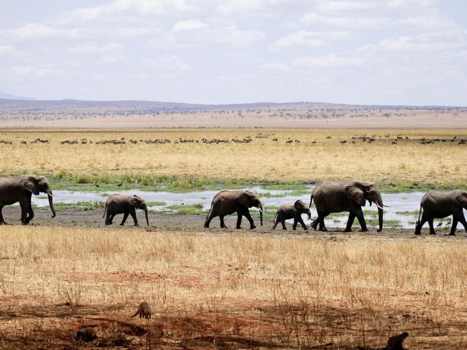 voir une famille d'éléphants dans le parc national Tarangire en safari dans notre Voyage en Tanzanie organisé en petit groupe de femmes #Tanzanie #safari #voyageentrefemmes #voyage #voyagedegroupe #voyageorganise