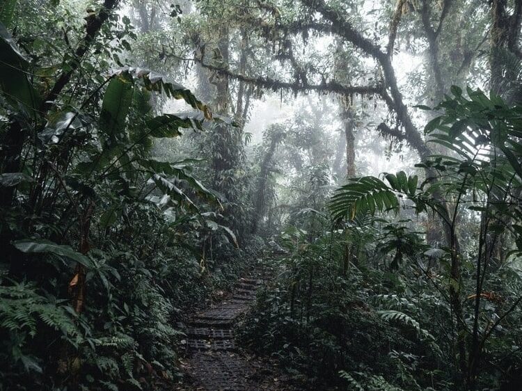 Forêt de Monteverde dans notre Voyage au Costa Rica entre femmes en groupe organisé #costarica #ameriquecentrale #voyage #voyageorganise #voyageentrefemmes