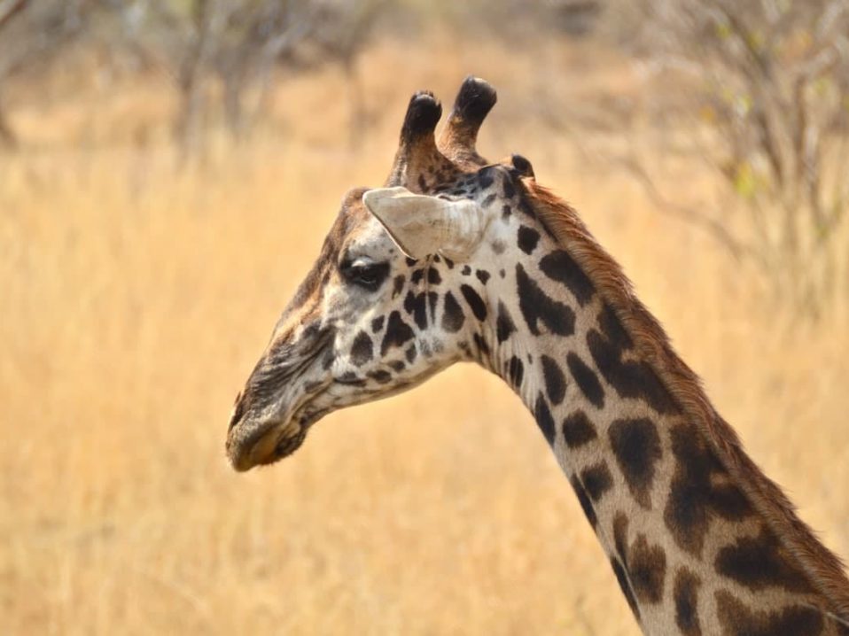 voir des girafes lors d'un safari dans le parc du Serengeti, dans notre Voyage en Tanzanie organisé en petit groupe de femmes #Tanzanie #safari #voyageentrefemmes #voyage #voyagedegroupe #voyageorganise