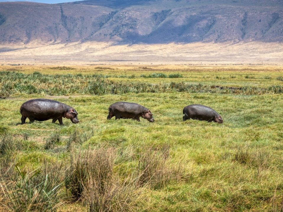 voir des hippopotames en safari, dans le cratère du Ngorongoro, dans notre Voyage en Tanzanie organisé en petit groupe de femmes #Tanzanie #safari #voyageentrefemmes #voyage #voyagedegroupe #voyageorganise