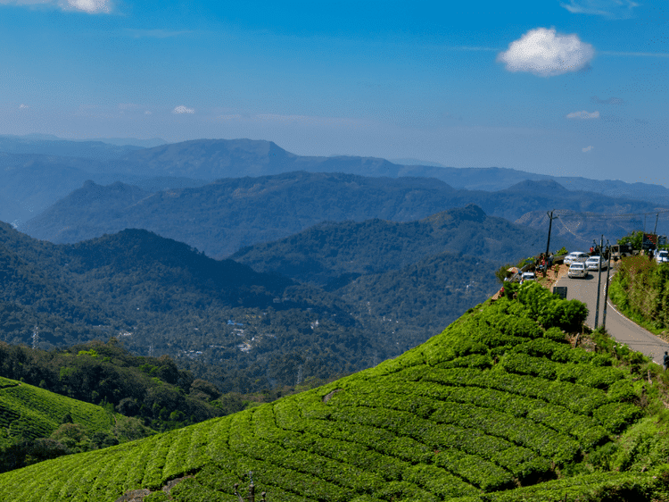 Jardins de thé à Munnar, dans notre Voyage en Inde du sud organisé en petit groupe de femmes #Inde #Indedusud #voyageentrefemmes #voyage #voyagedegroupe #voyageorganise