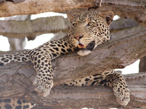 léopard dans une arbre au Serengeti dans notre Voyage en Tanzanie organisé en petit groupe de femmes #Tanzanie #safari #voyageentrefemmes #voyage #voyagedegroupe #voyageorganise
