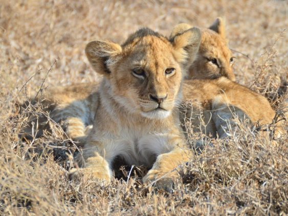 voir des lionceaux en safari en Tanzanie dans notre Voyage en Tanzanie organisé en petit groupe de femmes #Tanzanie #safari #voyageentrefemmes #voyage #voyagedegroupe #voyageorganise