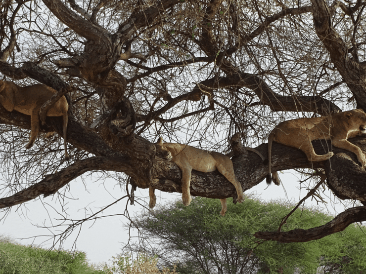 faire l'observation des lions dans un arbre en safari, dans notre Voyage en Tanzanie organisé en petit groupe de femmes #Tanzanie #safari #voyageentrefemmes #voyage #voyagedegroupe #voyageorganise