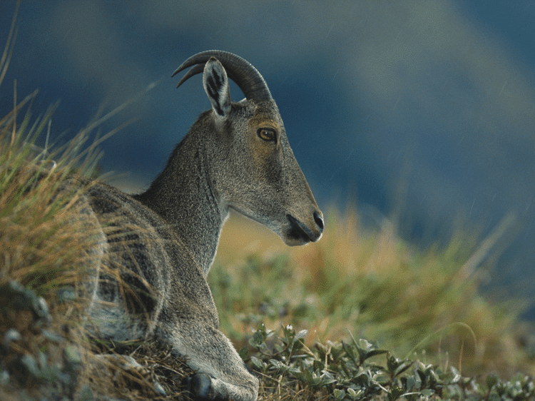 Chèvre de montagne au parc national de Eravikulam, dans notre Voyage en Inde du sud organisé en petit groupe de femmes #Inde #Indedusud #voyageentrefemmes #voyage #voyagedegroupe #voyageorganise