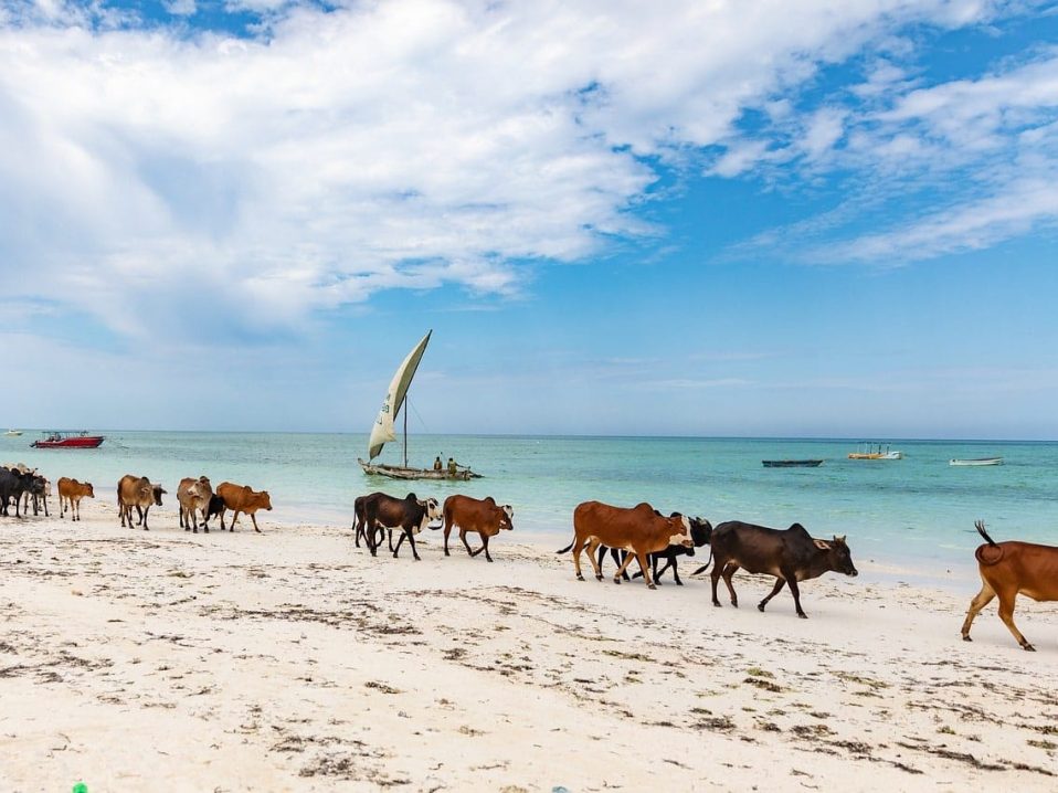 troupeau de vaches qui marchent sur la plage de Zanzibar, dans notre Voyage en Tanzanie organisé en petit groupe de femmes #Tanzanie #safari #voyageentrefemmes #voyage #voyagedegroupe #voyageorganise