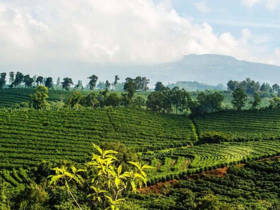 Plantation de café dans notre Voyage au Costa Rica entre femmes en groupe organisé #costarica #ameriquecentrale #voyage #voyageorganise #voyageentrefemmes