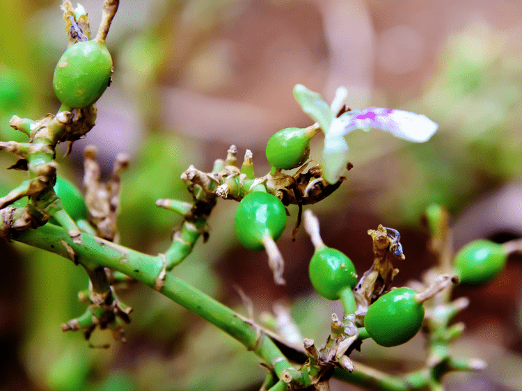 Plantation de cardamome à Munnar, dans notre Voyage en Inde du sud organisé en petit groupe de femmes #Inde #Indedusud #voyageentrefemmes #voyage #voyagedegroupe #voyageorganise