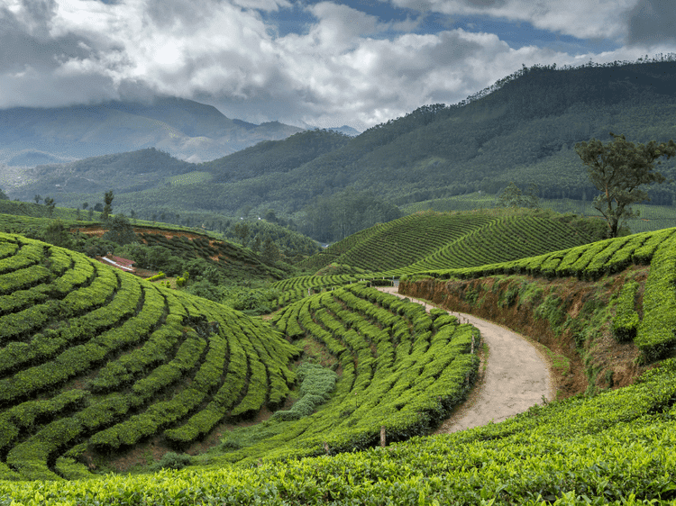 Marcher parmi les plantations de thé à Munnar, dans notre Voyage en Inde du sud organisé en petit groupe de femmes #Inde #Indedusud #voyageentrefemmes #voyage #voyagedegroupe #voyageorganise