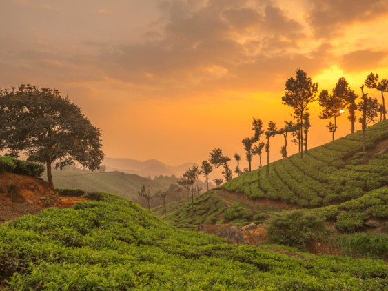 Plantation d'épices à Munnar, dans notre Voyage en Inde du sud organisé en petit groupe de femmes #Inde #Indedusud #voyageentrefemmes #voyage #voyagedegroupe #voyageorganise