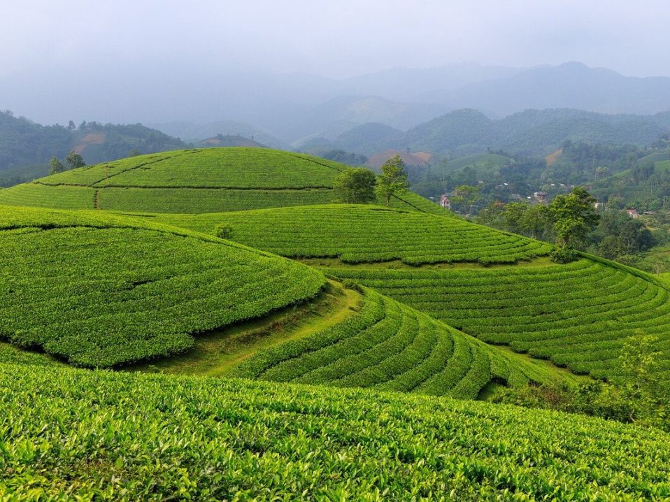 Plantation de thé à Thai Nguyen au Vietnam dans notre Voyage organisé au Vietnam entre femmes | Grand circuit du Nord au Sud #vietnam #voyageentrefemmes #voyage #voyagedegroupe #voyageorganise