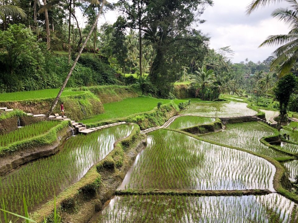 Balade dans les rizières de Tegallalang près d'Ubud à Bali dans notre voyage en groupe entre femmes organisé entre Voyageuses du Québec #bali #voyage #femme #voyageorganise