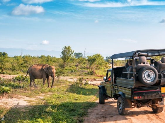 faire un safari en Tanzanie et voir un éléphant dans notre Voyage en Tanzanie organisé en petit groupe de femmes #Tanzanie #safari #voyageentrefemmes #voyage #voyagedegroupe #voyageorganise