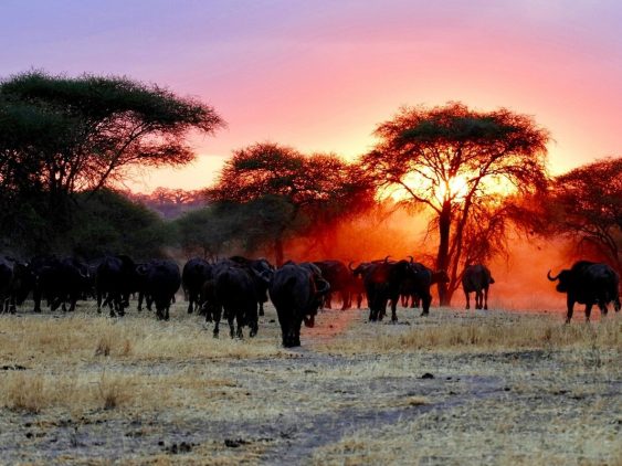 buffles en safari au parc national Tarangire au coucher du soleil dans notre Voyage en Tanzanie organisé en petit groupe de femmes #Tanzanie #safari #voyageentrefemmes #voyage #voyagedegroupe #voyageorganise
