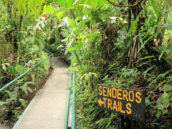 Sentier de marche dans la forêt dans notre Voyage au Costa Rica entre femmes en groupe organisé #costarica #ameriquecentrale #voyage #voyageorganise #voyageentrefemmes