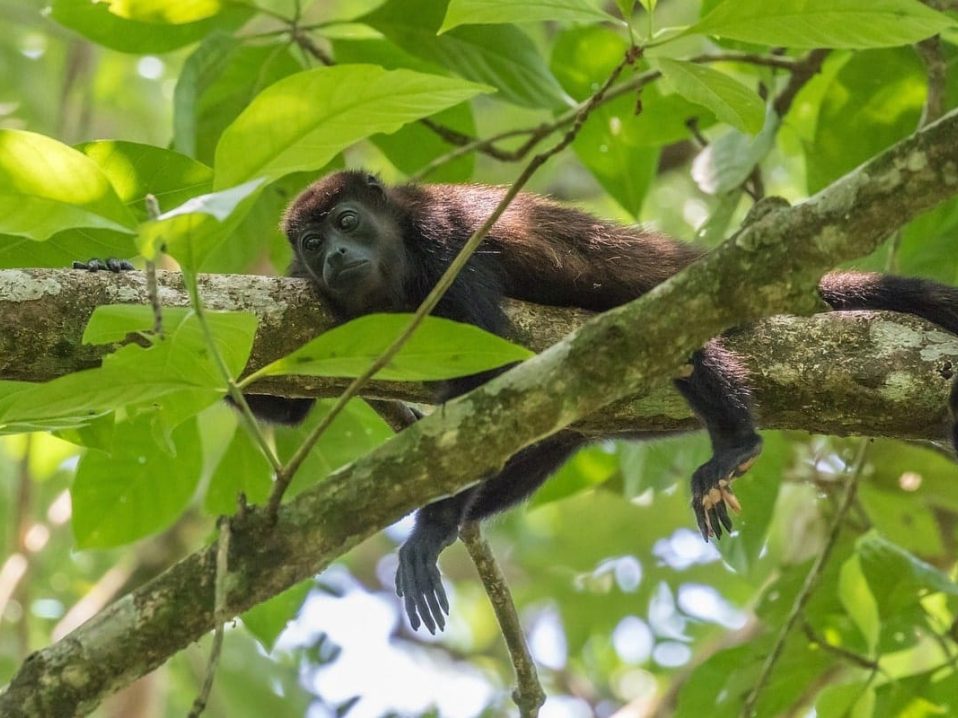 Observation des singes hurleurs dans notre Voyage au Costa Rica entre femmes en groupe organisé #costarica #ameriquecentrale #voyage #voyageorganise #voyageentrefemmes