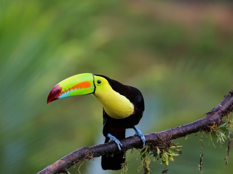 toucan dans notre Voyage au Costa Rica entre femmes en groupe organisé #costarica #ameriquecentrale #voyage #voyageorganise #voyageentrefemmes