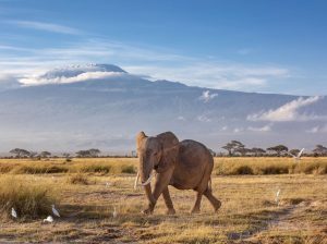 éléphant au pied du Kilimanjaro, dans notre Voyage en Tanzanie organisé en petit groupe de femmes #Tanzanie #safari #voyageentrefemmes #voyage #voyagedegroupe #voyageorganise