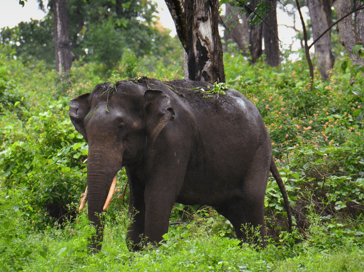 Éléphant d'Asie sur la route, dans notre Voyage en Inde du sud organisé en petit groupe de femmes #Inde #Indedusud #voyageentrefemmes #voyage #voyagedegroupe #voyageorganise